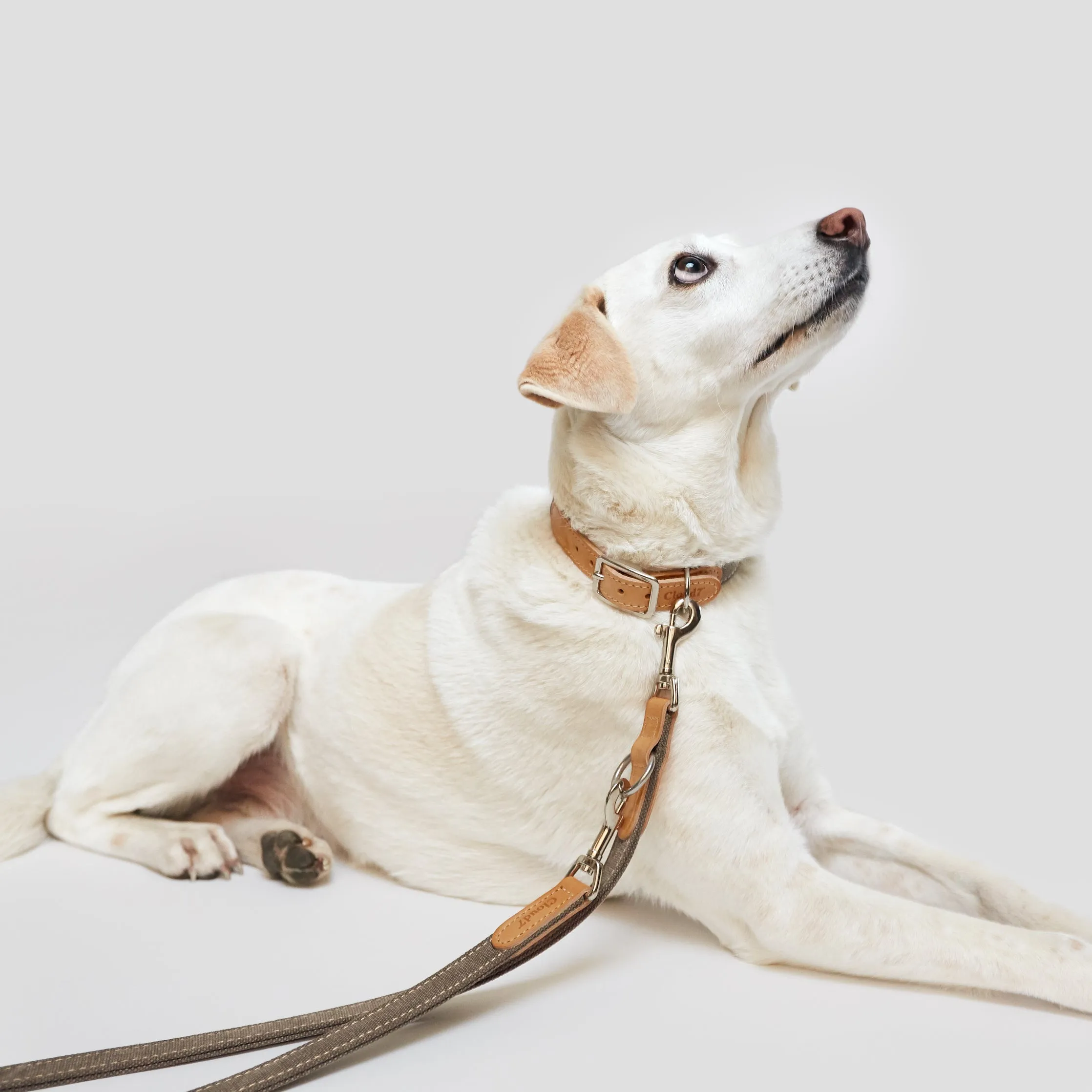 Cloud7: Tivoli Dog Leash in Canvas Leather, Greige